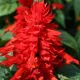 SALVIA (sauge) SPLENDENS FEU DE LA SAINT-JEAN 120 GRAINES