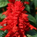Sauge Feu de la Saint-Jean - Salvia splendens 120 graines