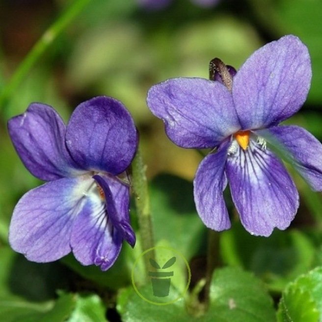 Violette odorante en sachet de 40 graines – Parfumée et comestible.