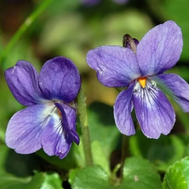 Violette odorante des 4 saisons - Viola odorata