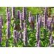 Agastache foeniculum ou Hysope anisé 2000 graines