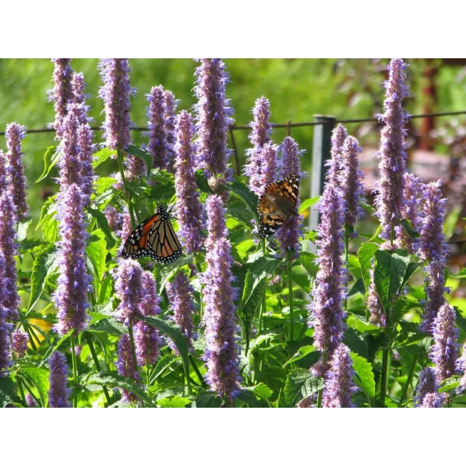 Agastache foeniculum ou Hysope anisé 2000 graines