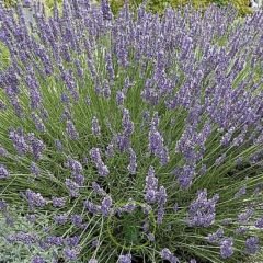 Lavande aspic (lavandula latifolia) 100 graines
