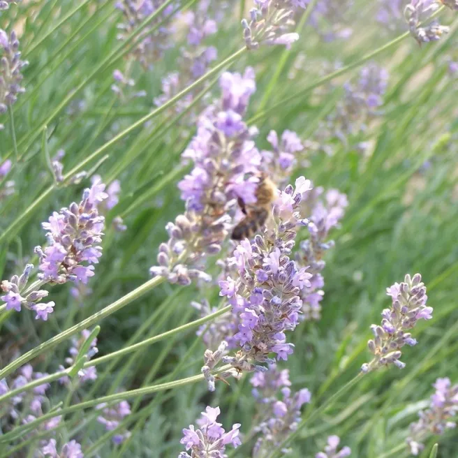 Lavande aspic 100 graines