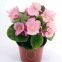 BEGONIA SEMPERFLORENS VARIE