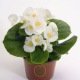 BEGONIA SEMPERFLORENS VARIE