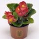 BEGONIA SEMPERFLORENS VARIE