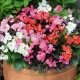 BEGONIA SEMPERFLORENS VARIE