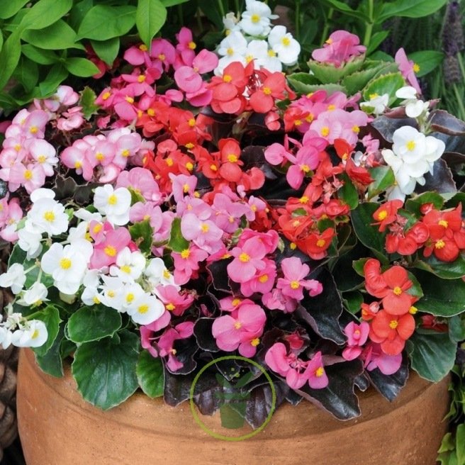 BEGONIA SEMPERFLORENS VARIE