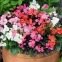 BEGONIA SEMPERFLORENS VARIE
