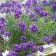 Verveine speciosa purple 200 graines