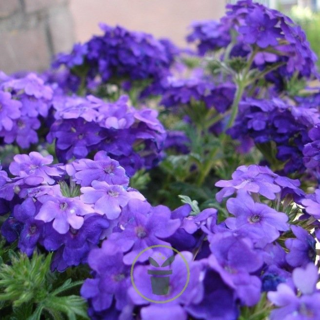 Graines de Verveine speciosa Purple | Plante retombante pour balcon