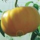 Tomate Brandywine jaune  60 graines