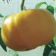 Tomate Brandywine jaune  60 graines
