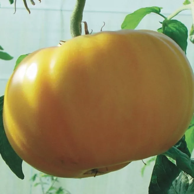 Tomate Brandywine jaune  60 graines