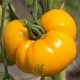 Tomate Brandywine jaune  60 graines