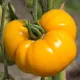 Tomate Brandywine jaune  60 graines
