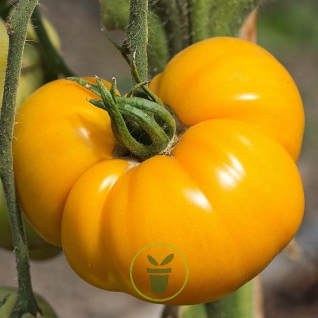 Tomate Brandywine jaune  60 graines