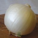 Oignon blanc de Vaugirard 200 graines