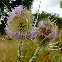 CARDERE (chardon à foulon) 100 graines
