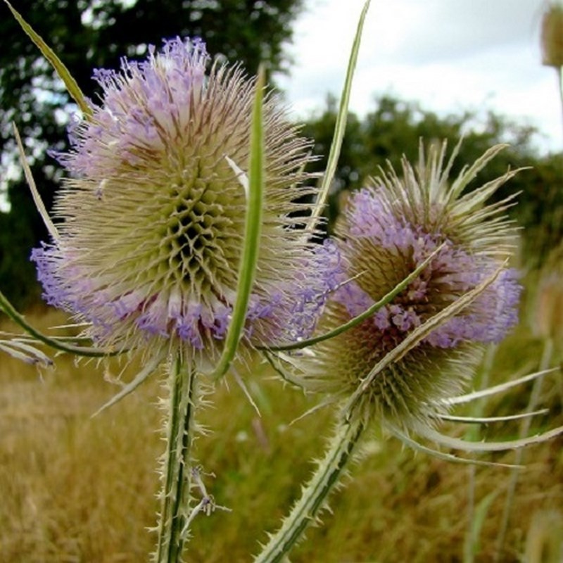 Graines de Cardère Chardon à foulon excellent pour la biodiversité