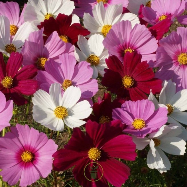 COSMOS GEANT VARIE 200 GRAINES