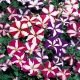 Pétunia nain Star mixed 600 graines