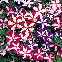 Pétunia nain Star mixed 600 graines