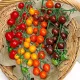 Tomate cerise en mélange 40 graines