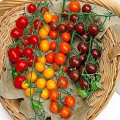 Tomate cerise en mélange 40 graines