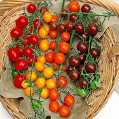 Tomate cerise en mélange 40 graines