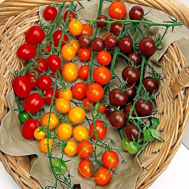 Tomate cerise en mélange 40 graines