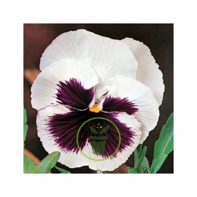 Pensée géante La Fiancée 100 graines