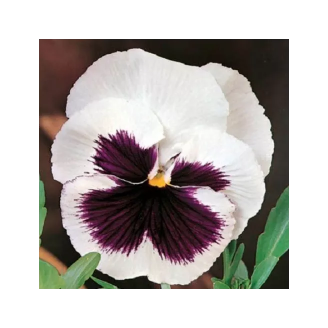 Pensée géante La Fiancée 100 graines