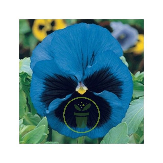 Pensée géante de Suisse Lac de Thoune 100 graines