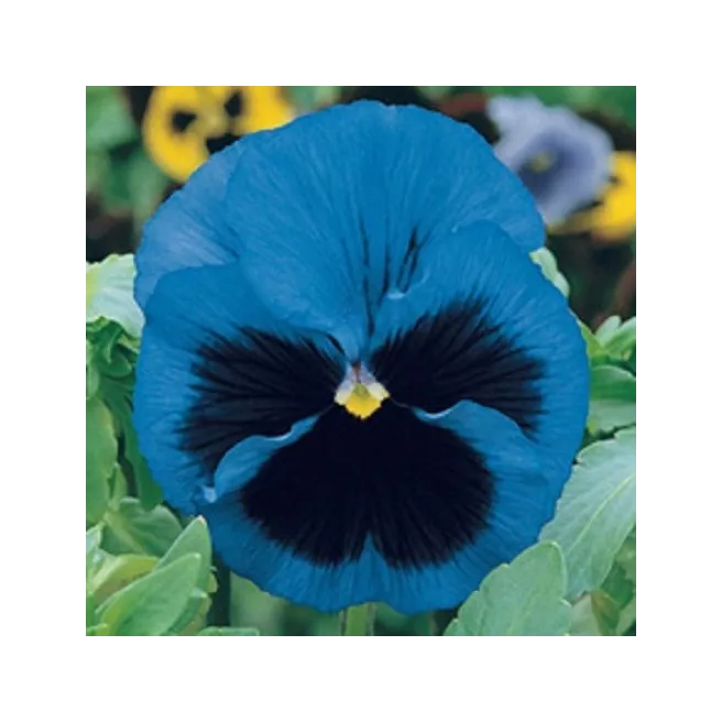 Pensée géante de Suisse Lac de Thoune 100 graines