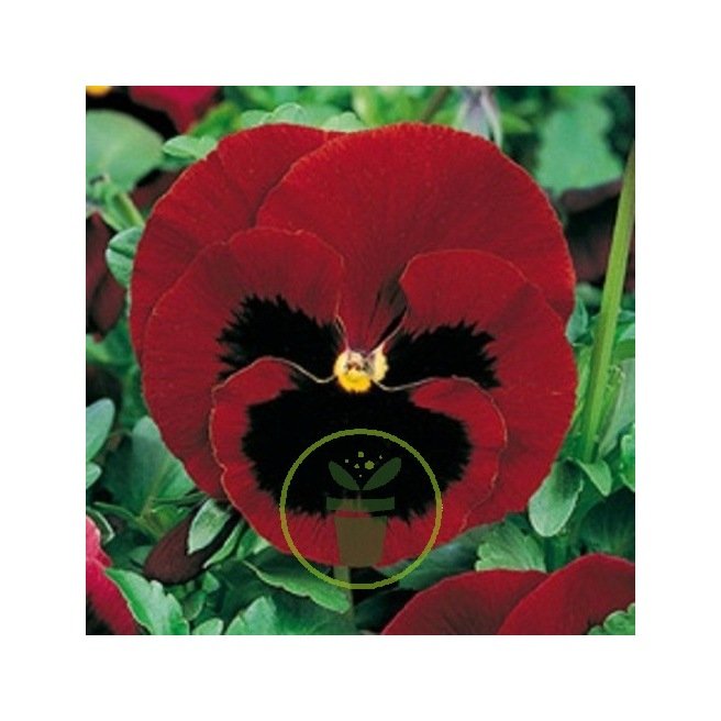 Pensée géante de Suisse Lueur des Alpes  100 graines