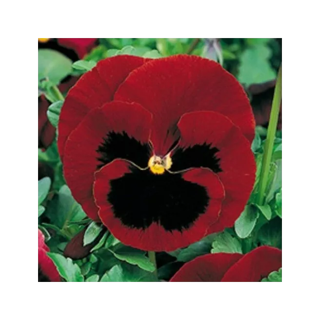 Pensée géante de Suisse Lueur des Alpes  100 graines