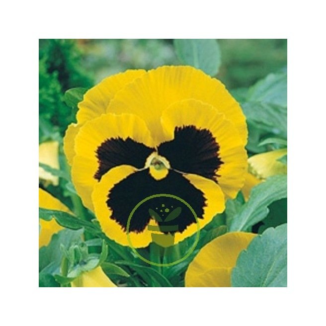 Pensée géante Or du Rhin 100 graines 