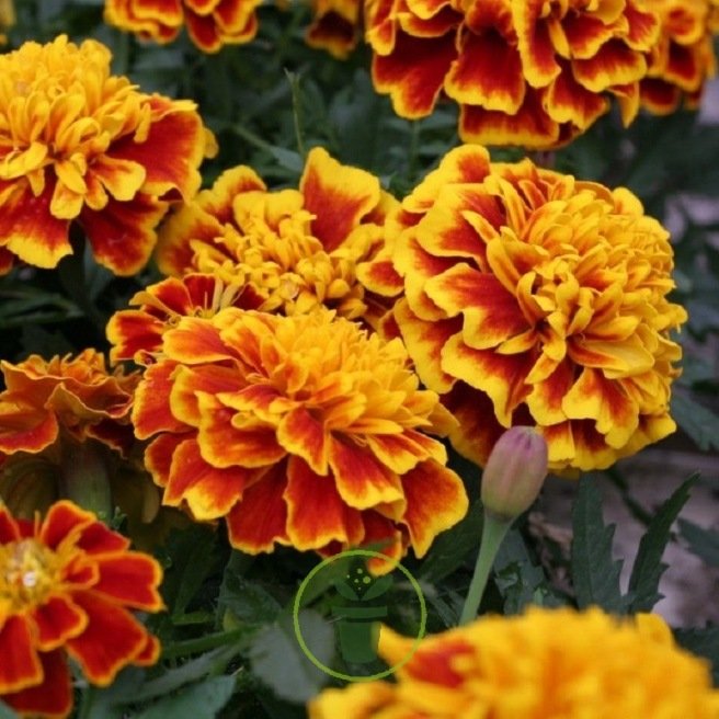 Tagète œillet d'inde (tagetes patula) en sachet de 300 graines