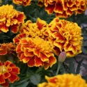 Tagète oeillet d'Inde 300 graines