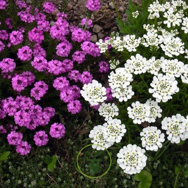 Ibéris umbellata variée 300 graines