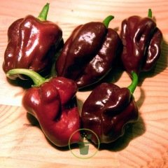 Piment habanero Orange 25 graines