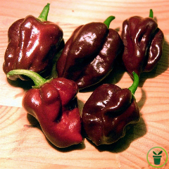 Piment Habanero Chocolat 25 graines