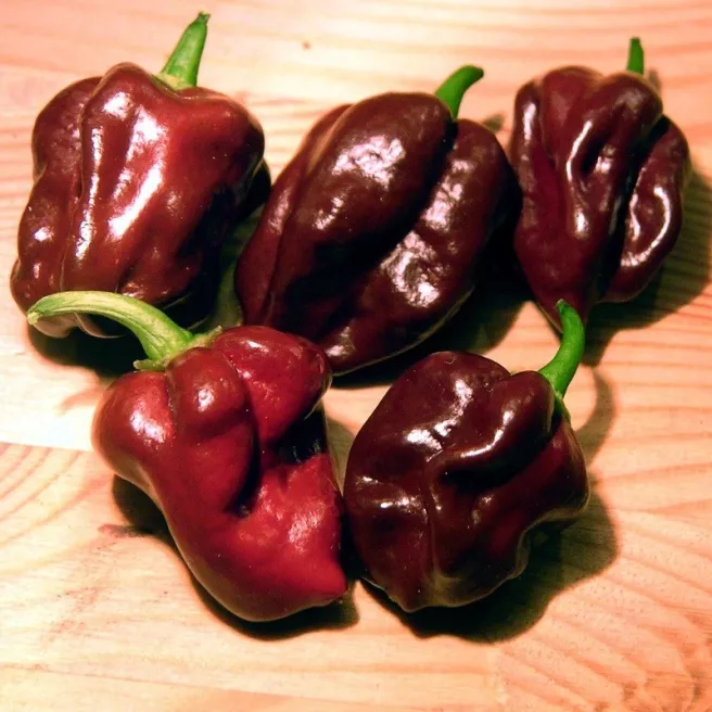 Piment habanero Orange 25 graines