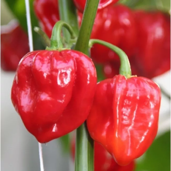 Piment habanero Orange 25 graines