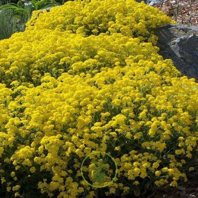 Graines d'Alysse Corbeille d'or et Tapis Blanc à semer. Plante vivace.