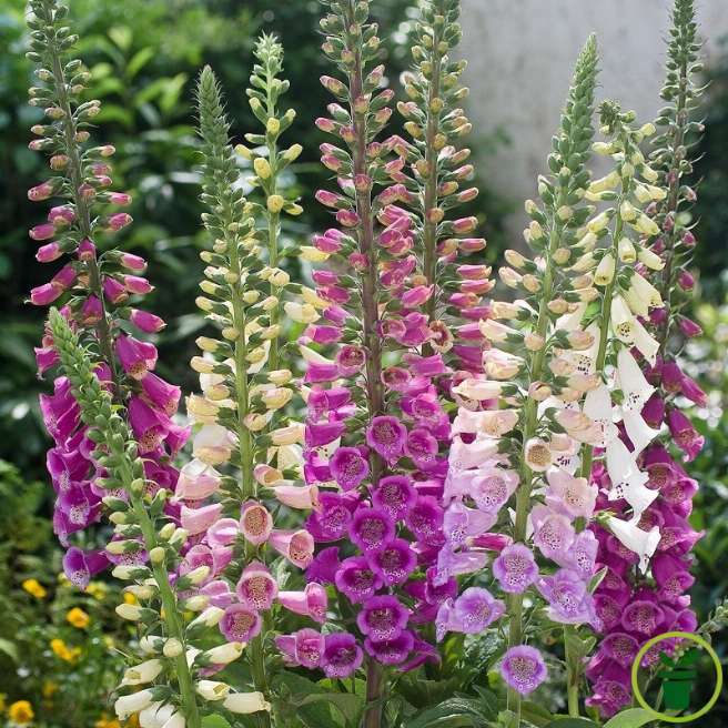 Digitale purpurea Gloxinoïdes variée 3500 graines