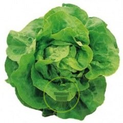 Laitue pommée Appia
