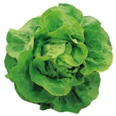 Laitue pommée Appia